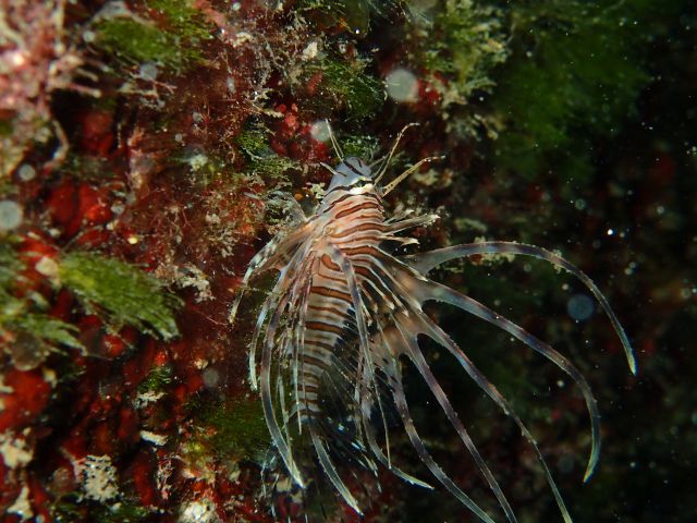 幼魚がかわいいハナミノカサゴ