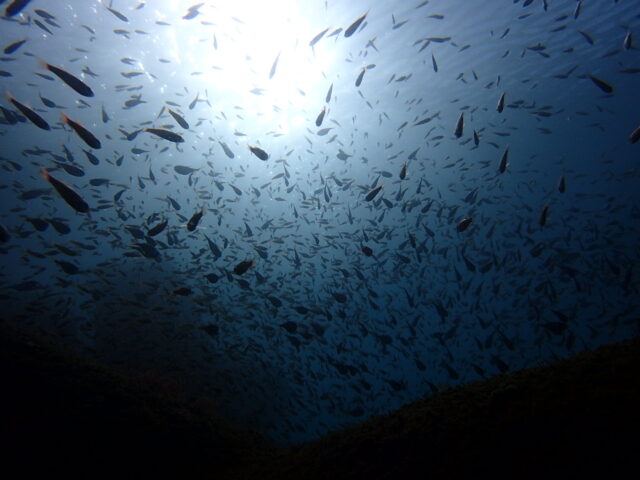 今年も残すところ1ヶ月になりました!2025-12-1