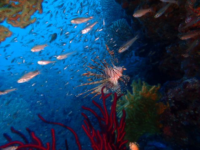 海独占で川奈ビーチ潜ってきました！2025-12-4