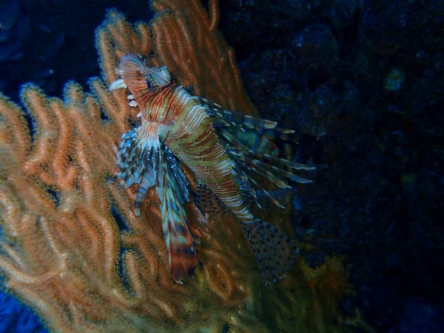 なかなか見ない色。