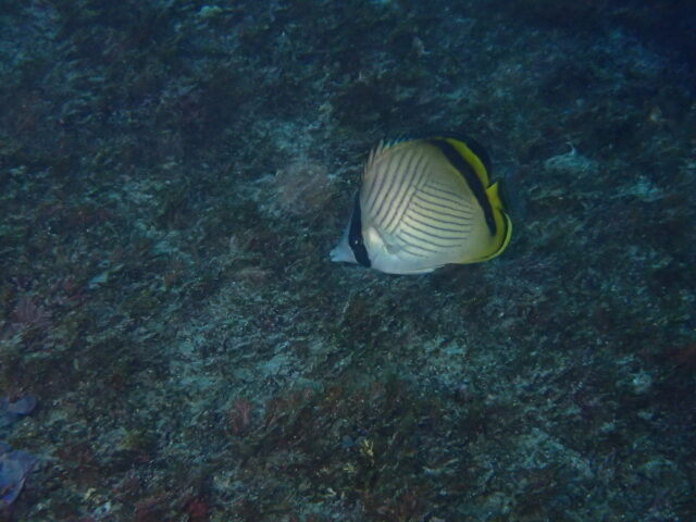 フウライチョウチョウウオ