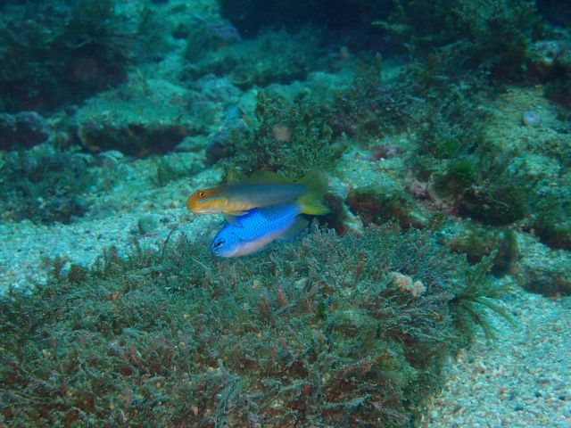 何とペア？なアカハチハゼ