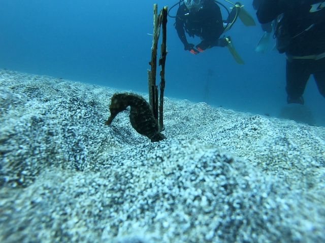 久しぶりのオオウミウマ