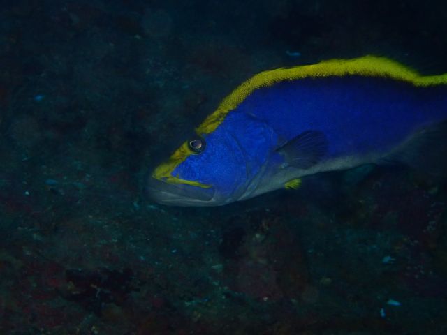 大分寄れたルリハタ