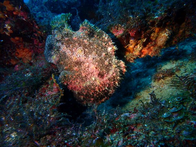 久しぶりのオオモン