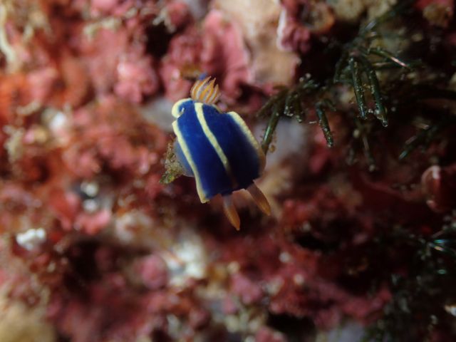 ウミウシもチラホラ