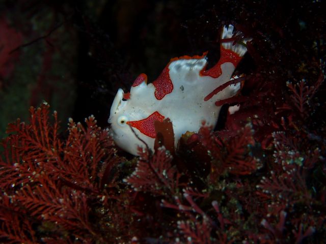 久しぶりのシロクマ