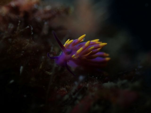 ミノウミウシいっぱい!