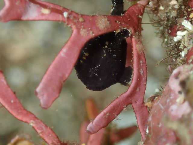 極小イロカエルアンコウ