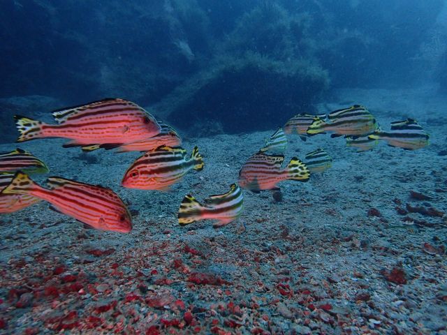 なかなかな見ごたえ