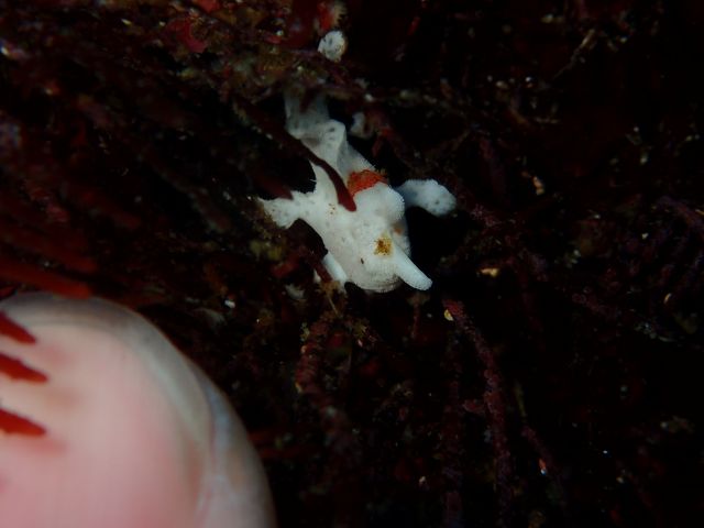 極小イロカエル