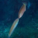 川奈ビーチでまったりフィッシュウォッチング2025-12-16