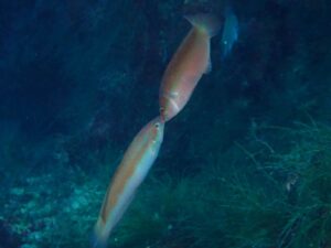 川奈ビーチでまったりフィッシュウォッチング2025-12-16