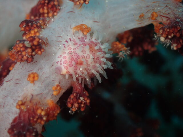 テンロクケボリ