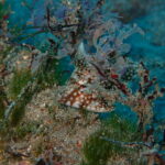 ホームの川奈ビーチで2026年初ダイブ　2026-1-6