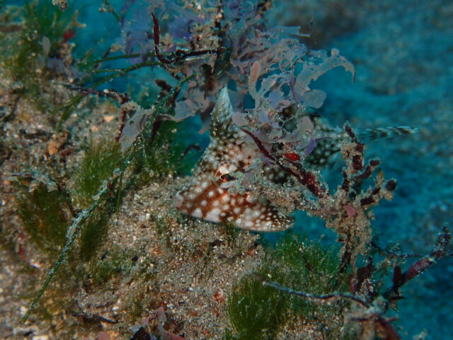 ホームの川奈ビーチで2026年初ダイブ　2026-1-6