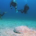 北川ツアー＆伊豆海洋公園ディープツアー　2026-1-18