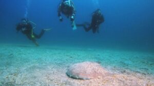 北川ツアー＆伊豆海洋公園ディープツアー　2026-1-18