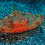 貴重な出会い、アカグツ登場!八幡野ビーチ 2026-1-23