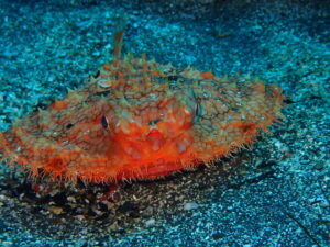 貴重な出会い、アカグツ登場！八幡野ビーチ　2026-1-23