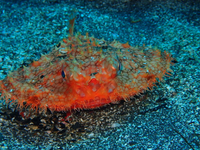 貴重な出会い、アカグツ登場!八幡野ビーチ 2026-1-23