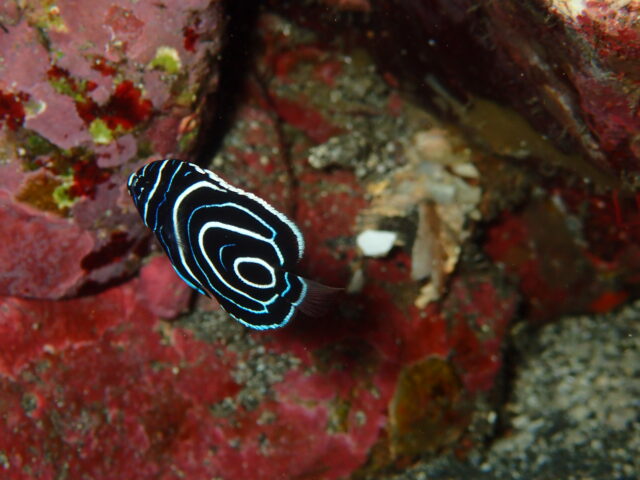 タテジマキンチャクダイｙｇ