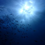 気持ちの良い青空！今日も最高の海でした！八幡野ビーチ　2026-1-5