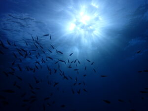 気持ちの良い青空！今日も最高の海でした！八幡野ビーチ　2026-1-5