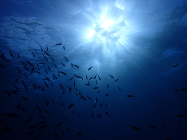 気持ちの良い青空！今日も最高の海でした！八幡野ビーチ　2026-1-5
