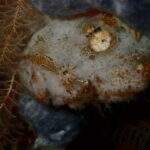 八幡野ビーチでのんびりマンツーマンディープ講習　2026-1-16