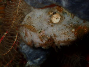 八幡野ビーチでのんびりマンツーマンディープ講習 2026-1-16