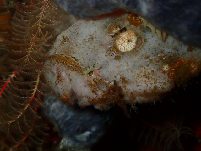 八幡野ビーチでのんびりマンツーマンディープ講習　2026-1-16