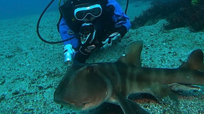 八幡野ネコザメ