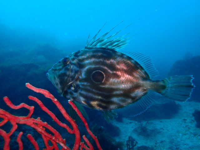 冬といえば、マトウダイ