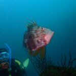 川奈でAOW＆IOPディープツアー！2026-1-18