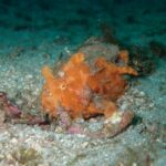 いろいろな生物に出会えた川奈ビーチでした！2026-1-20