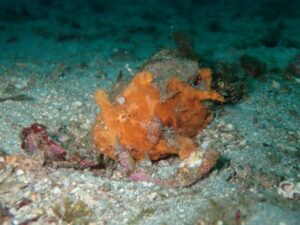 いろいろな生物に出会えた川奈ビーチでした！2026-1-20