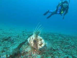 冬の海は透明度抜群！川奈ビーチ2026-1-10