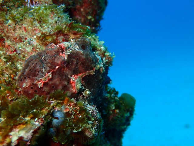 イロカエルアンコウ