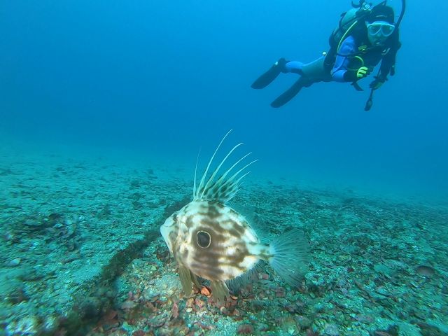 冬の海は透明度抜群!川奈ビーチ2026-1-10