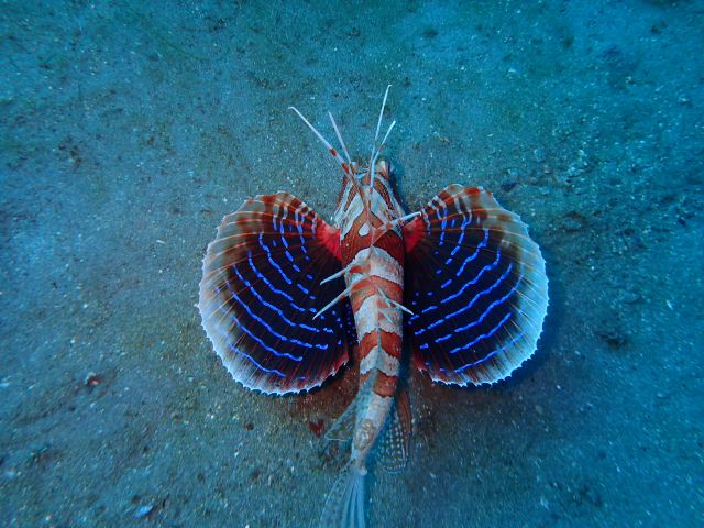 胸鰭が綺麗なセトミノカサゴ