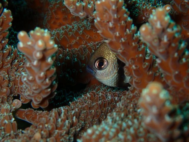 フタスジリュウキュウスズメダイ