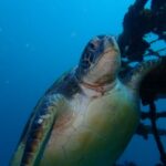 川奈ビーチ貸し切りファンダイビング！2026-1-21