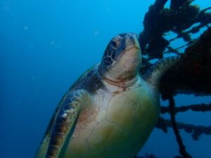 川奈ビーチ貸し切りファンダイビング!2026-1-21