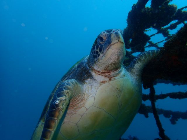川奈ビーチ貸し切りファンダイビング！2026-1-21