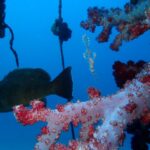 今日も透明度15ｍオーバーの川奈！2026-1-15