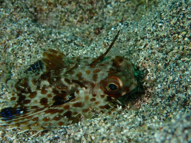セミほうぼうの幼魚