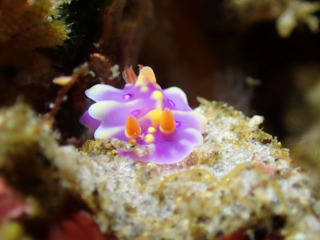 ミアミラウミウシ幼体