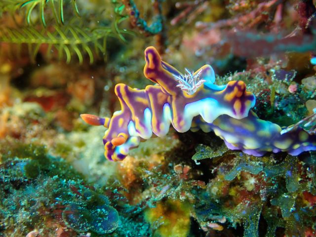 ミアミラウミウシでかい！