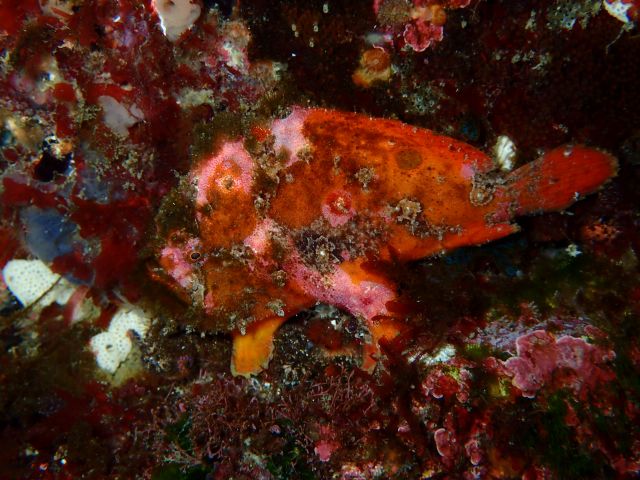 ベニカエルアンコウ